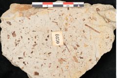 Foto (Detailansicht) von Quercus palaeoilex Ettingshausen (NHMW-GEO-2024-0188-6370)